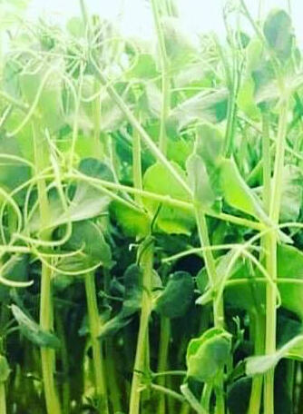 Grašak mikrozelenje