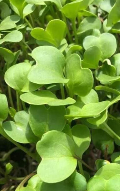 Rotkvica mikrozelenje (zelena)