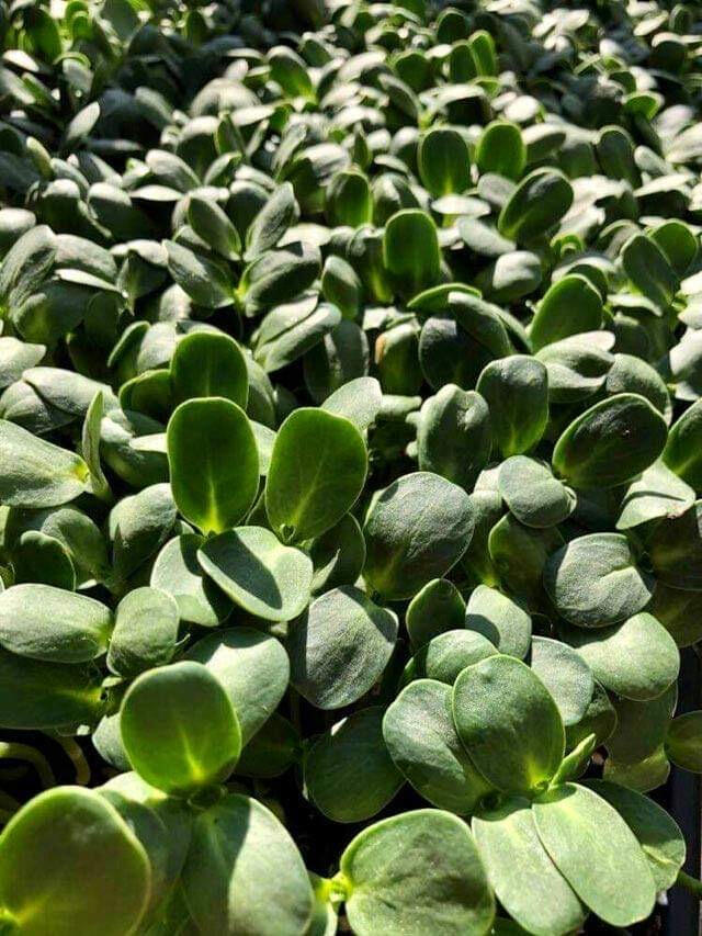 Suncokret mikrozelenje