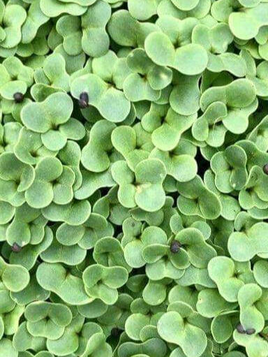 Brokula mikrozelenje