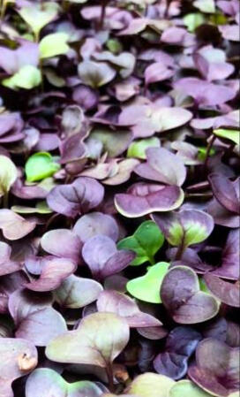 Rotkvica mikrozelenje (ljubičasta)